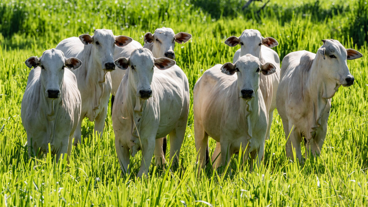 Taxação de Trump ameaça comércio de carne bovina do MT